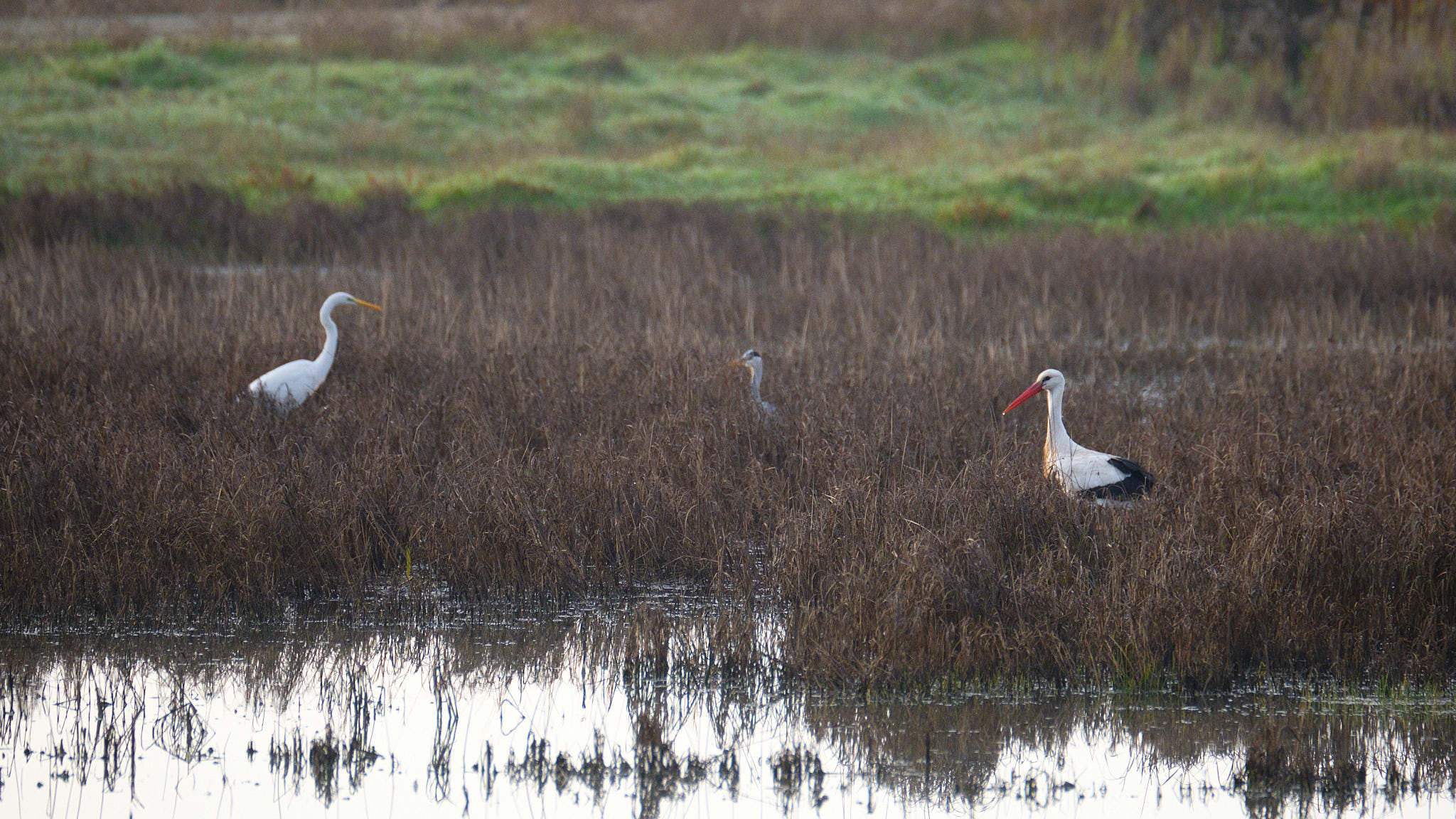 Parque Nacional de Donaña - Andalucia - Spanien